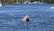 A dolphin is playfully poking its head out of the water in a harbor dotted with boats.