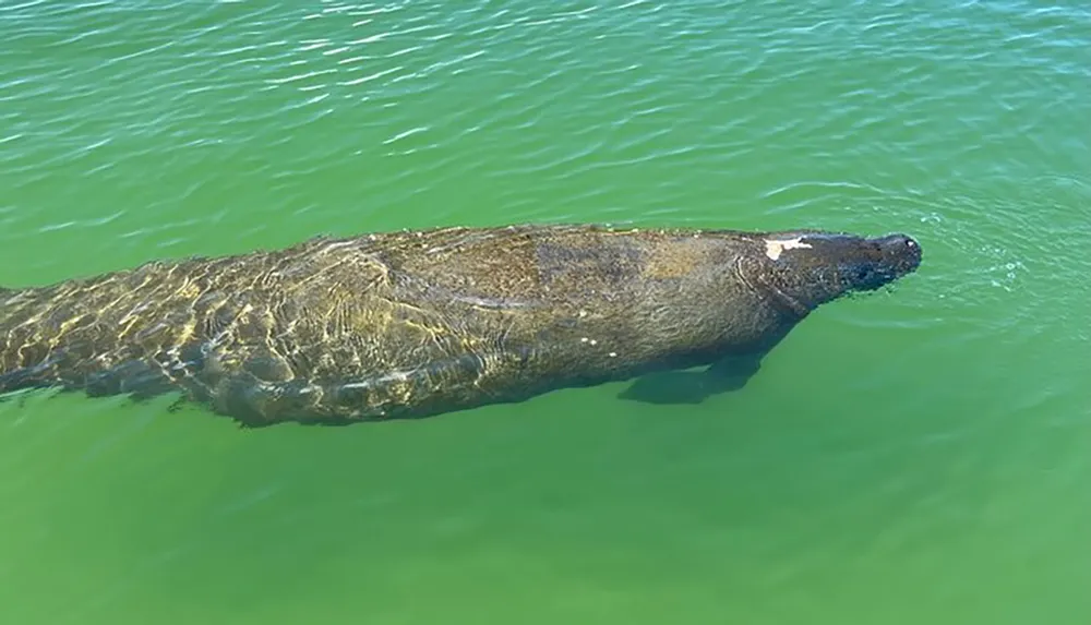 A manatee is swimming in clear greenish water