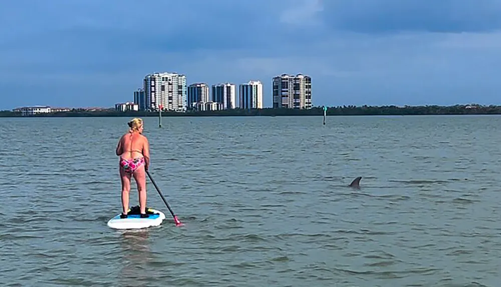 A person is paddleboarding on calm water near a dolphin with high-rise buildings in the background