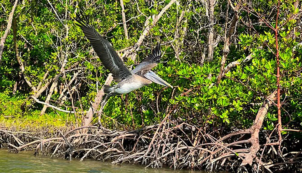 A pelican is captured in mid-flight over mangrove roots in a verdant coastal ecosystem