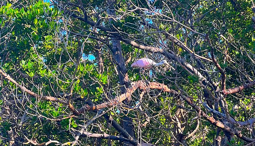 A solitary pink flamingo is perched amid a web of branches in a dense leafy green tree