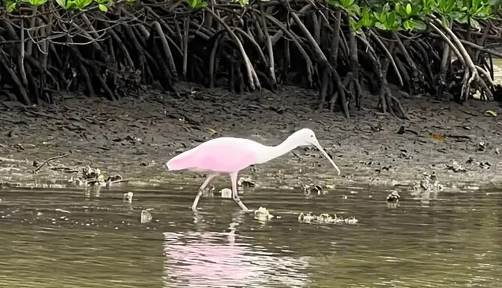 A roseate spoonbill is foraging in shallow waters near mangrove roots