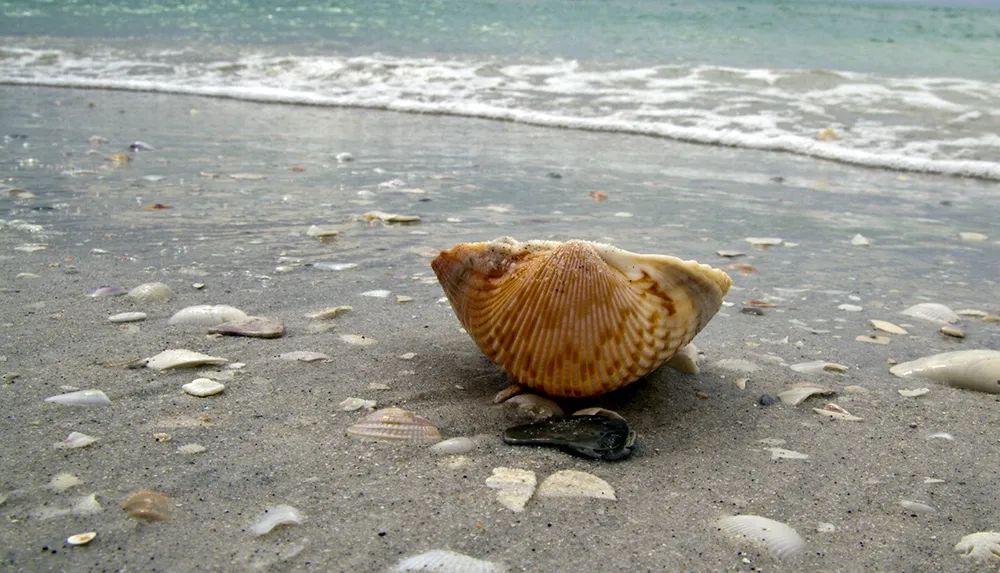 A large seashell stands prominently on a sandy beach strewn with various smaller shells with gentle waves approaching from the ocean in the background