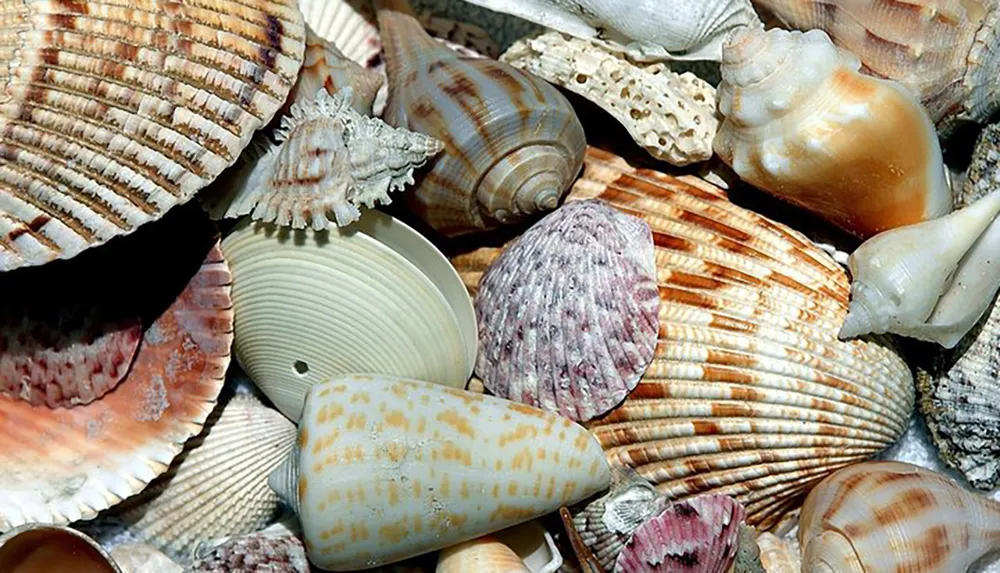 The image shows a collection of colorful and variously shaped seashells closely packed together