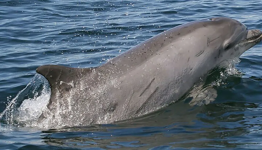 A dolphin is gracefully leaping out of the water