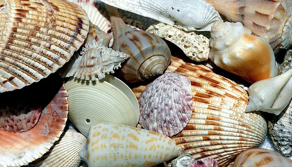 The image shows a collection of various colorful seashells with different sizes shapes and textures closely grouped together