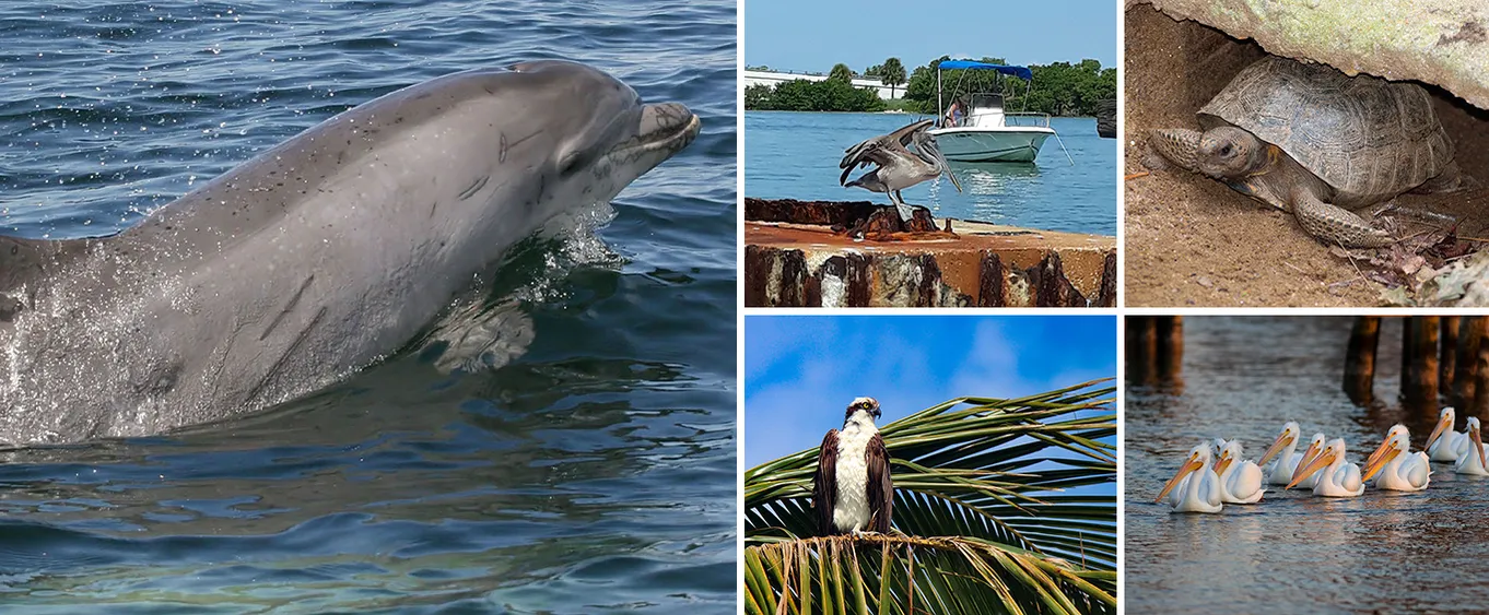 4 Hour Eco-Tour and Sandbar Adventure.