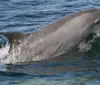 A dolphin is leaping out of the water creating splashes around it