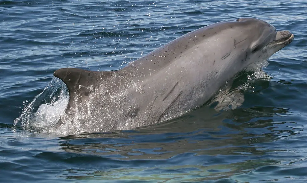 A dolphin is leaping out of the water creating splashes around it