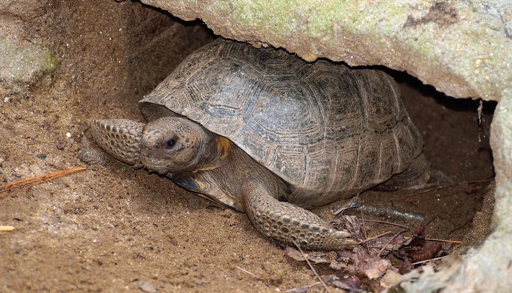 A tortoise is peeking out from its hiding spot under a rocky ledge amidst sandy and leaf-littered ground