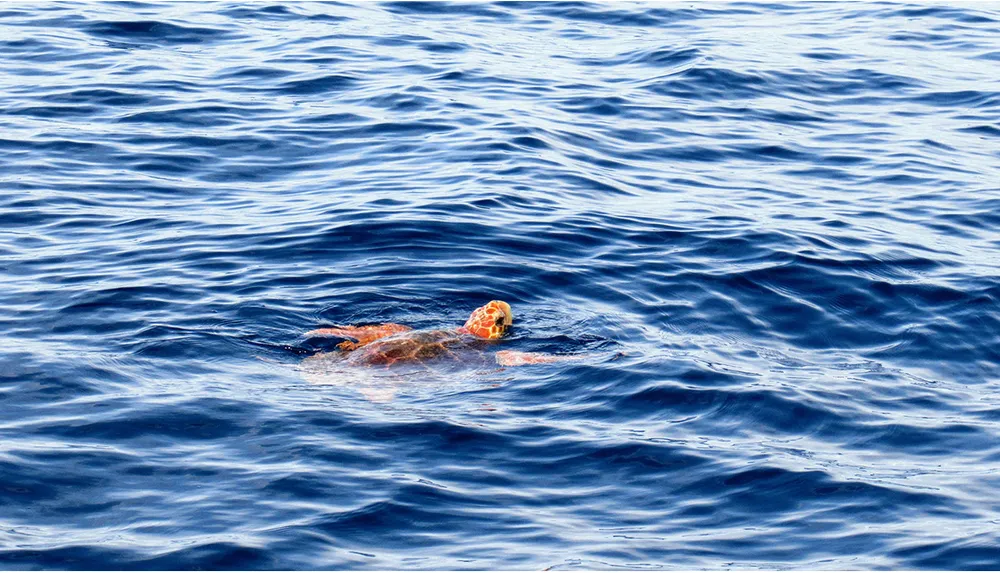 The image shows a sea turtle swimming near the surface of the ocean its reddish-brown shell and yellow-spotted head breaking through the waters deep blue ripples