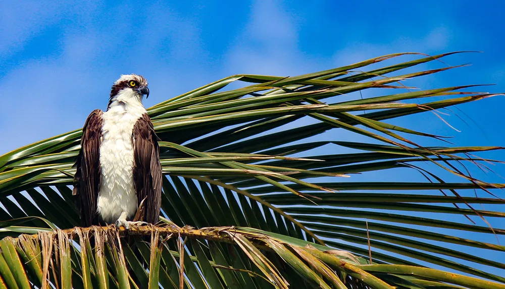 An osprey perches majestically atop a palm frond against a bright blue sky