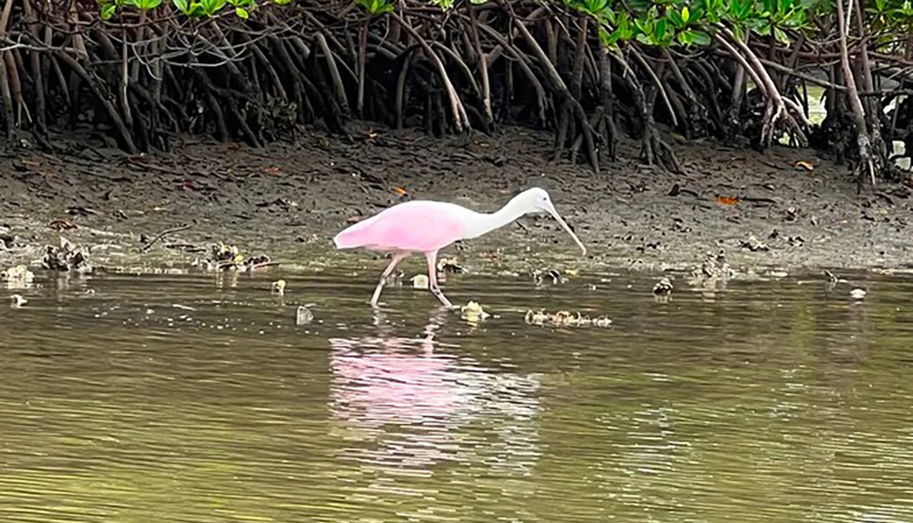 A pink roseate spoonbill is wading in shallow waters near a mangrove shoreline