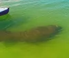 Three people are enjoying paddle boarding on a calm water body with lush greenery in the background