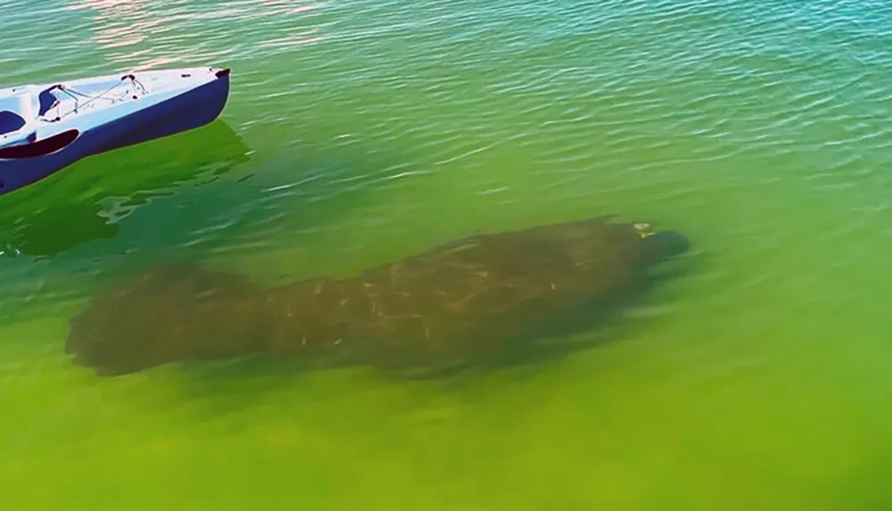 A large manatee is swimming near the surface of greenish water immediately below a blue and white kayak