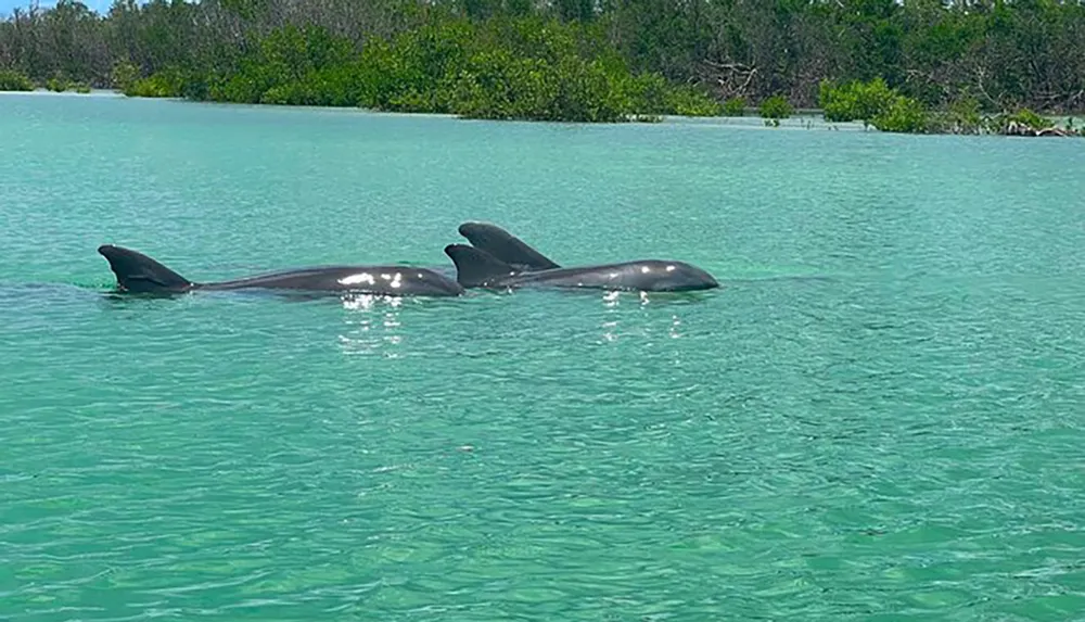 The image shows two large marine animals likely whales swimming close to the surface of turquoise water