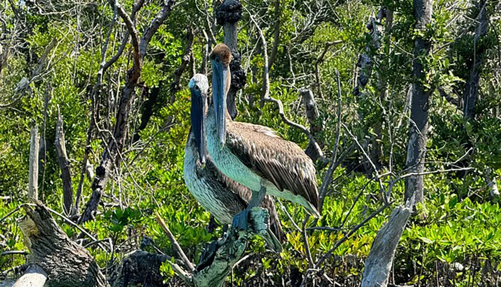 The image shows a brown pelican perched on a tree branch amidst lush greenery