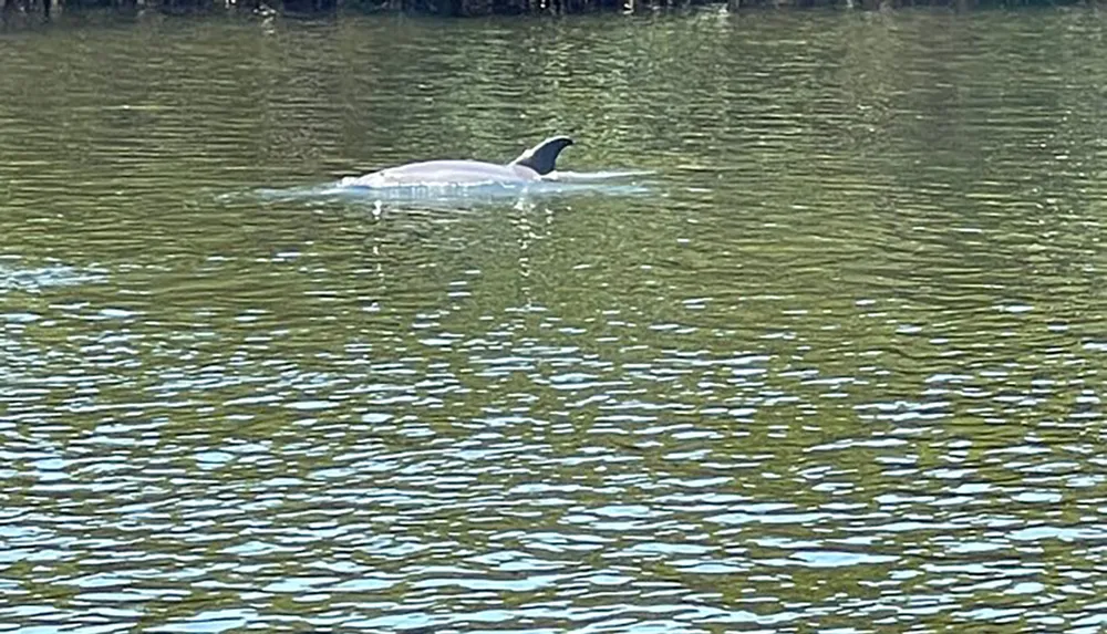 A bird is floating on the surface of rippling water