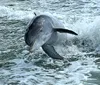 A dolphin is leaping out of the water amidst splashing waves