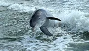 A dolphin is leaping out of the water amidst splashing waves.