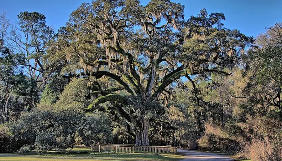 A magnificent old tree with sprawling branches adorned with Spanish moss stands majestically in a serene landscape with a clear blue sky in the background.