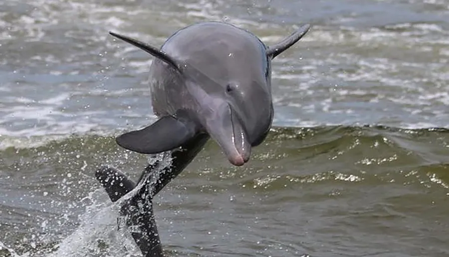 A dolphin is leaping out of the water, creating a splash.