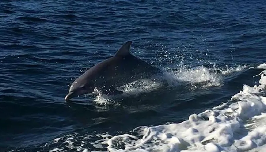 A dolphin is leaping out of the ocean near a wave's crest.