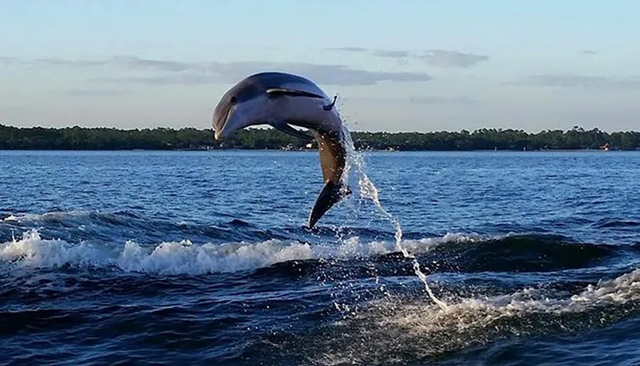 A dolphin is gracefully leaping above the waves in the ocean.