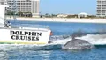 Alabama Gulf Coast Dolphin Cruise Photo