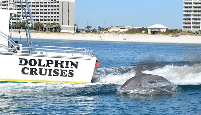 Alabama Gulf Coast Dolphin Cruise Photo