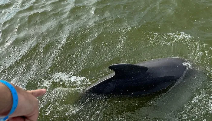 Dolphin Eco Tour Orange Beach Photo