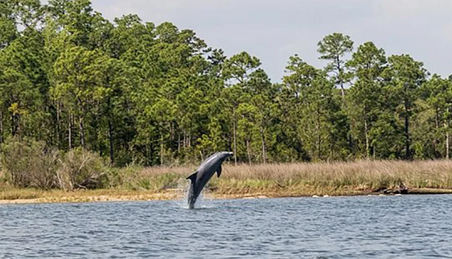 A dolphin is leaping out of the water near a wooded shoreline.