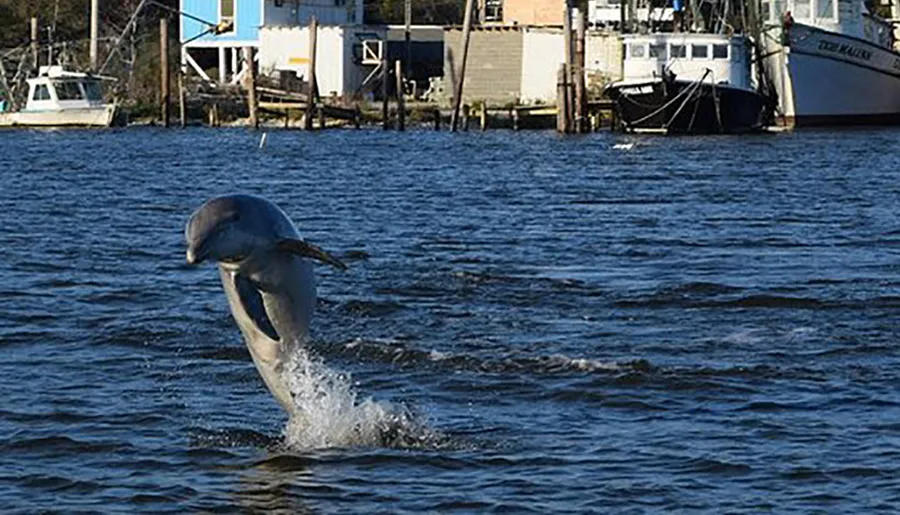 A dolphin is leaping out of the water with a backdrop of boats and waterfront houses.