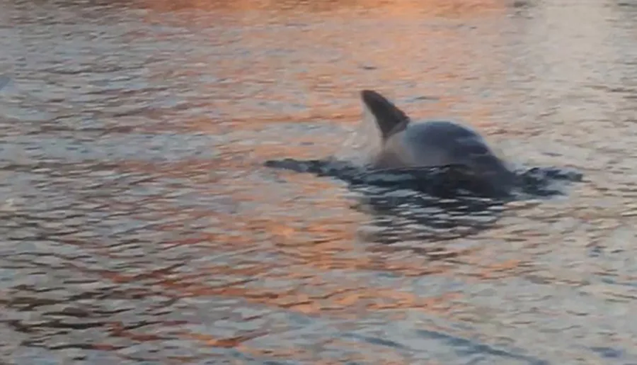 The image shows a dolphin breaking the surface of water bathed in the warm hues of a sunset or sunrise.