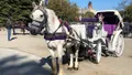 NYC Big Apple Horse Carriage Rides in Central Park Photo