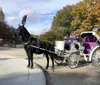 A horse with a purple feathered headdress is harnessed to a white carriage adorned with similar purple accents parked on a roadside with other carriages and trees in the background which suggests a leisurely or tourist area