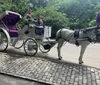 A horse with a purple feathered headdress is harnessed to a white carriage adorned with similar purple accents parked on a roadside with other carriages and trees in the background which suggests a leisurely or tourist area