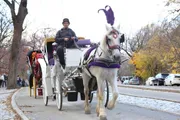 A horse-drawn carriage with a driver is trotting along a paved park road, offering a glimpse of an iconic mode of traditional transportation amidst a natural and urban backdrop.