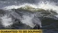 Myrtle Beach Dolphin Cruise & Dolphin Tour Photo