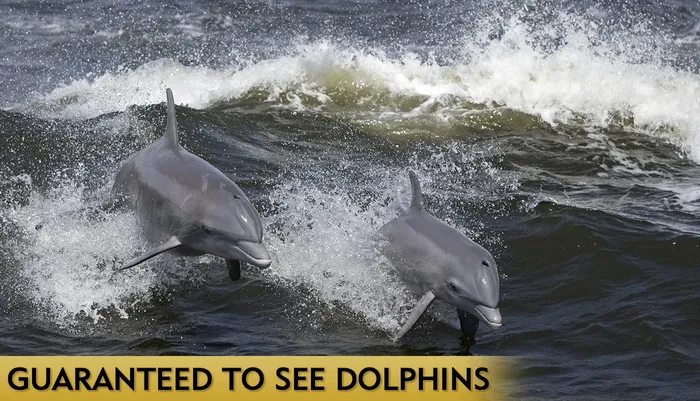 Myrtle Beach Dolphin Cruise & Dolphin Tours - Guaranteed to See Dolphins Photo