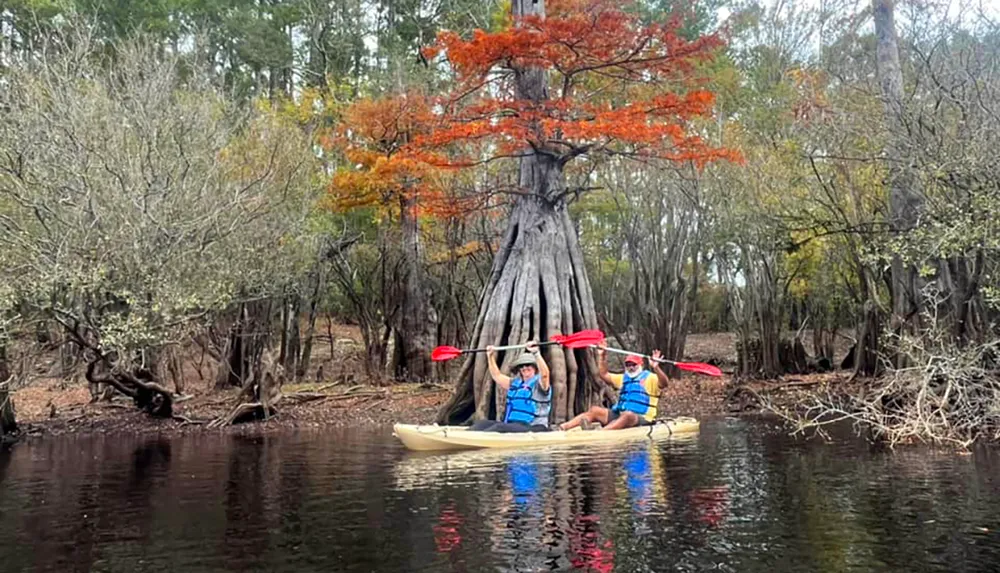 Two people kayak near a striking reddish tree with expansive roots in a serene swamp setting