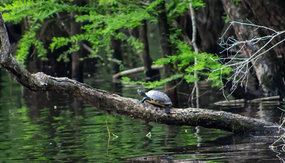 A turtle rests on a sunlit log above a tranquil body of water surrounded by lush greenery