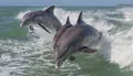 Myrtle Beach Dolphin Cruise & Dolphin Tours Photo