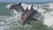Two dolphins are leaping out of the ocean waves in unison.