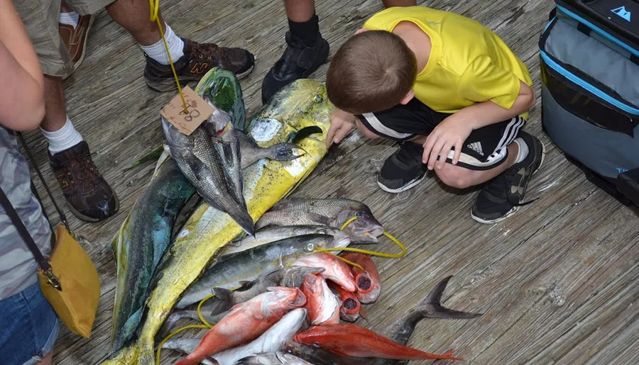 A young boy kneels beside a freshly caught array of colorful fish, examining them closely on a wooden dock.