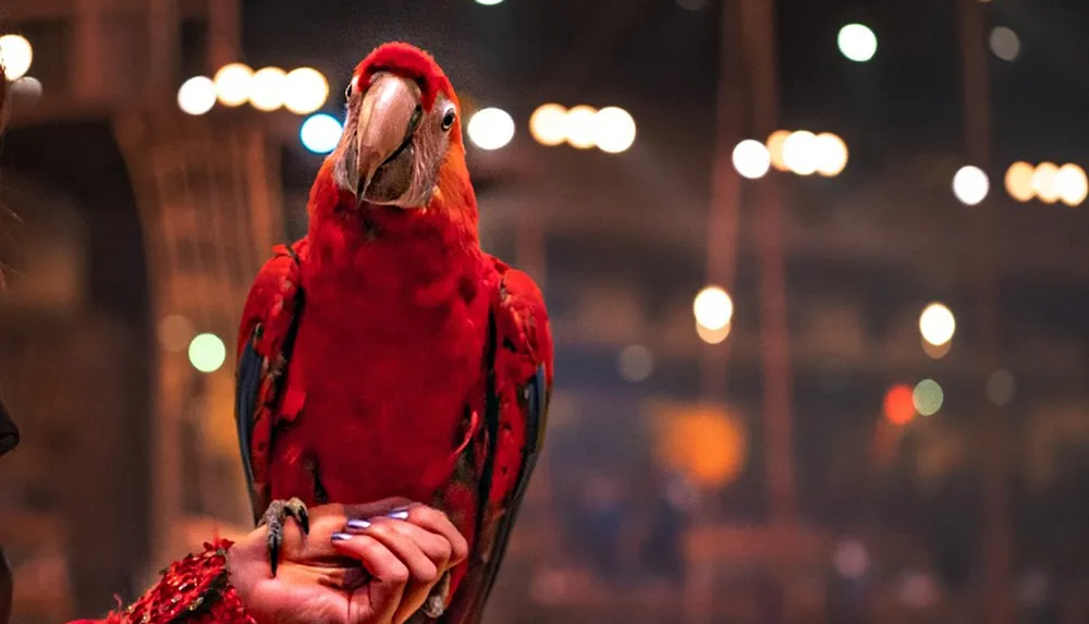 Christmas at Pirates Voyage Dinner & Show - Myrtle Beach, SC