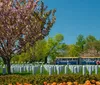 A scenic view of a cemetery with rows of white gravestones blooming cherry blossoms and a tour bus in the background