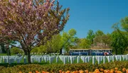 A scenic view of a cemetery with rows of white gravestones, blooming cherry blossoms, and a tour bus in the background.