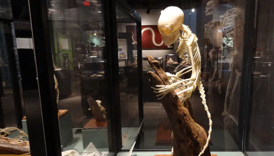 A skeletal display, possibly of a primate, is mounted on a piece of wood inside a glass exhibit case in a museum setting with other specimens visible in the background.