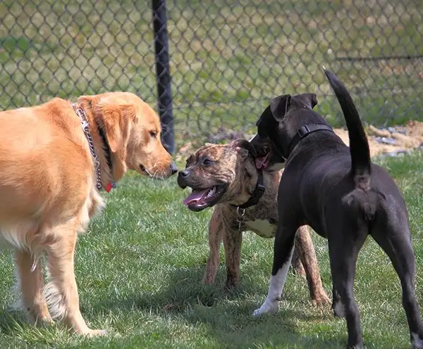 Pearsall Dog Park